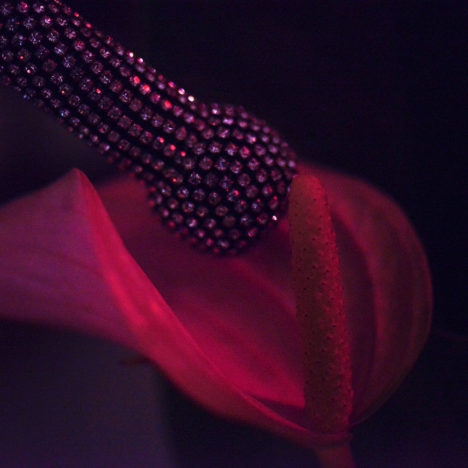 Neon Fetisch, Stimulation florale, Carine Bovey, Artiste suisse, artiste féministe, artiste contemporain, contemporary artist, female artist, feminist artist, nature morte photographie contemporaine