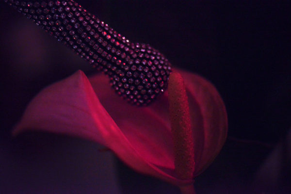 Neon Fetisch, Stimulation florale, Carine Bovey, Artiste suisse, artiste féministe, artiste contemporain, contemporary artist, female artist, feminist artist, nature morte photographie contemporaine