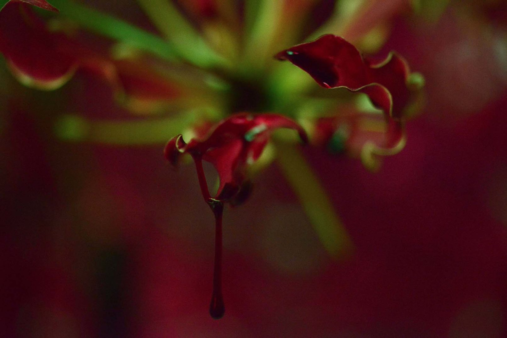 Mens serie, Carine Bovey, period, flower, feminist art