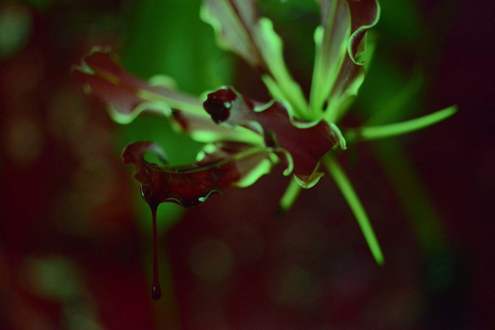 Mens serie, Carine Bovey, period, flower, feminist art