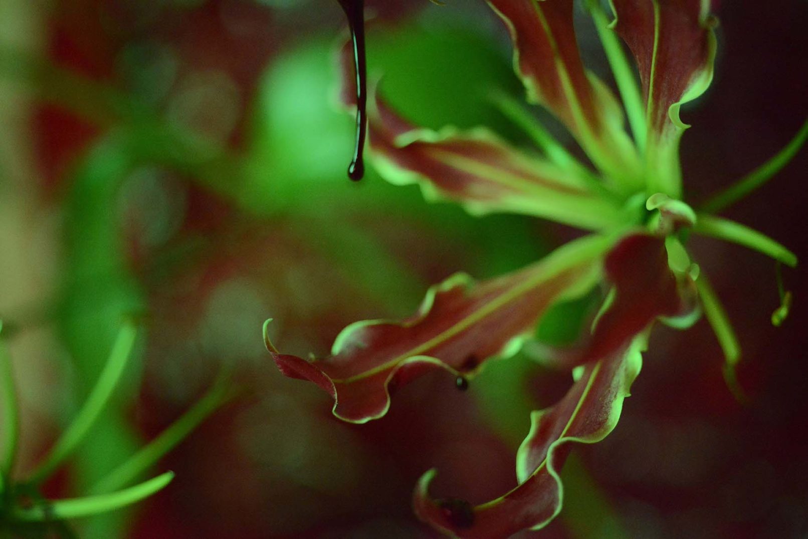 Mens serie, Carine Bovey, period, flower, feminist art