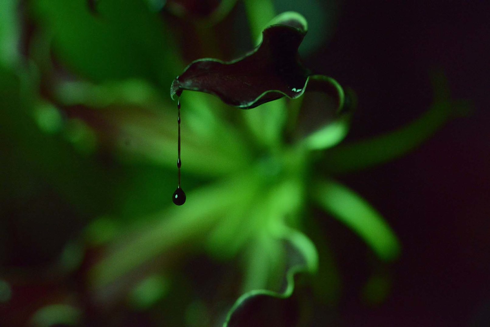 Mens serie, Carine Bovey, period, flower, feminist art