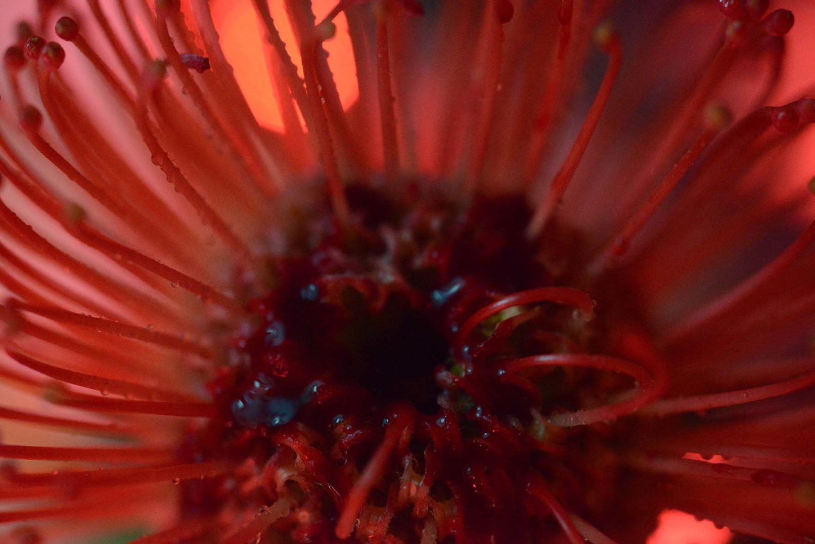 Mens serie, Carine Bovey, period, flower, feminist art, Leucospermum Cordifolium, ornamental pincushion, Bredbladig nåldyna, Pelote d'épingles orange