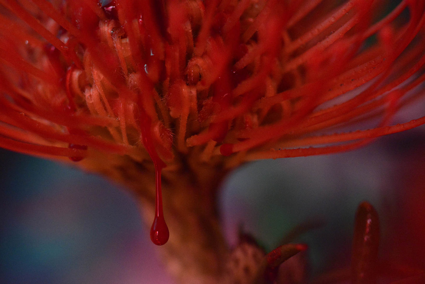 Mens serie, Carine Bovey, period, flower, feminist art, Leucospermum Cordifolium, ornamental pincushion, Bredbladig nåldyna, Pelote d'épingles orange