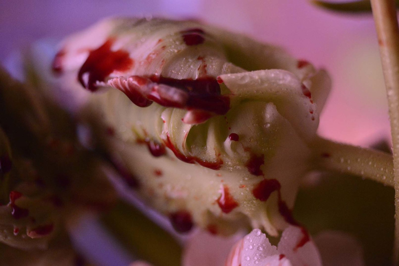 Mens serie, Carine Bovey, period, flower, feminist art, green tulip, tulip super parrot