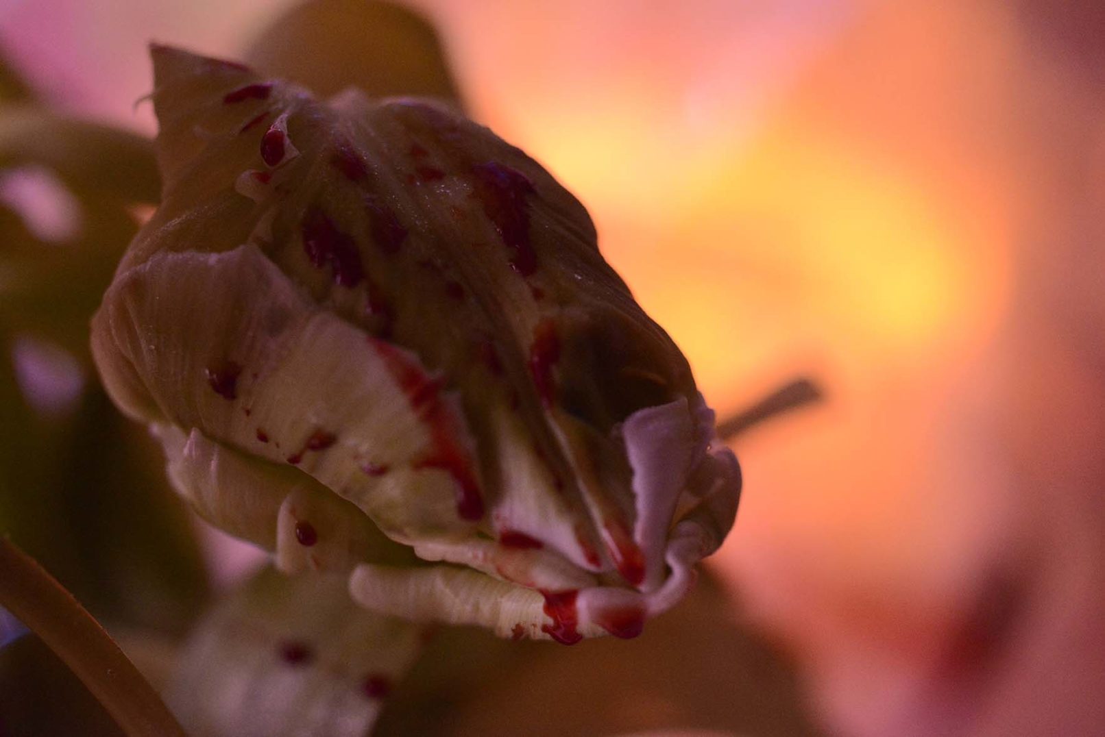 Mens serie, Carine Bovey, period, flower, feminist art, green tulip, tulip super parrot