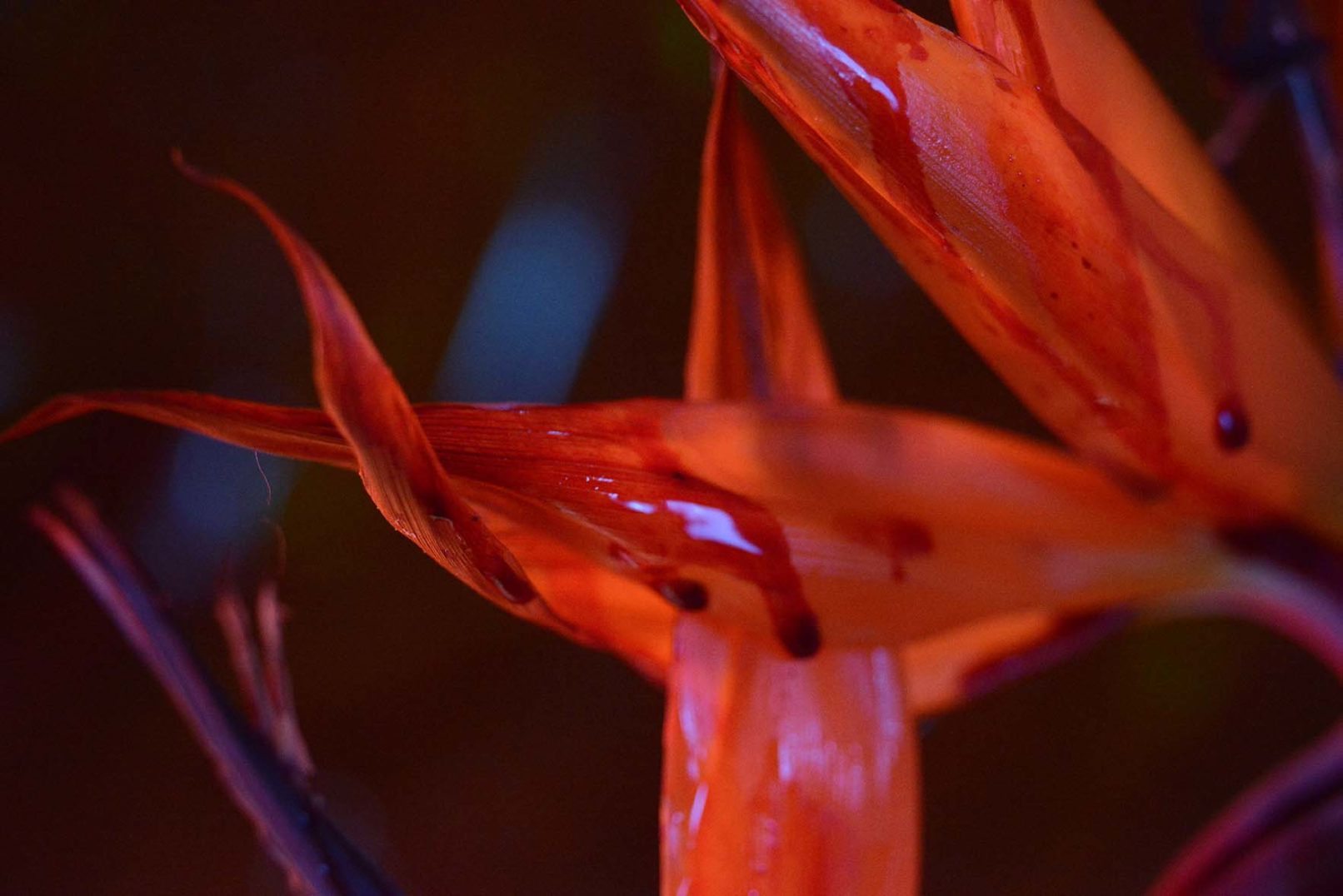 Mens serie, Carine Bovey, period, flower, feminist art