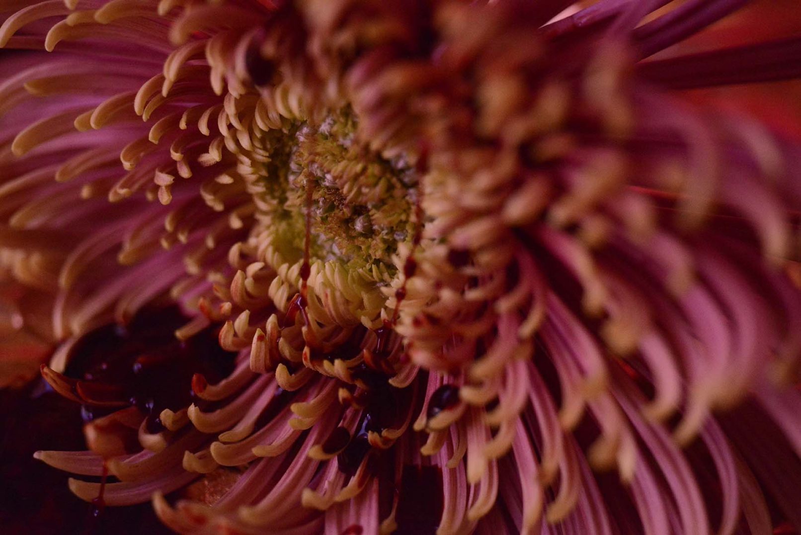 Mens serie, Carine Bovey, period, flower, feminist art