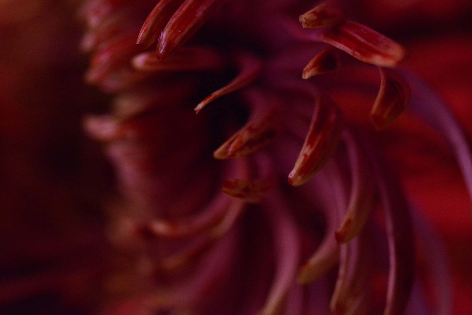 Mens serie, Carine Bovey, period, flower, feminist art