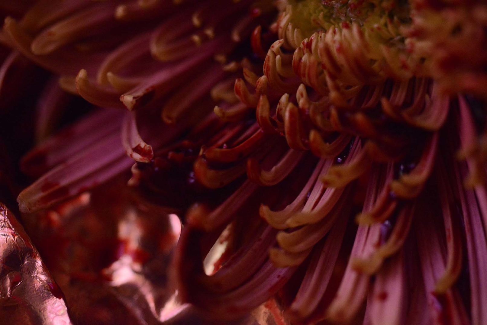 feminism, Mens serie, Carine Bovey, period, flower, feminist art