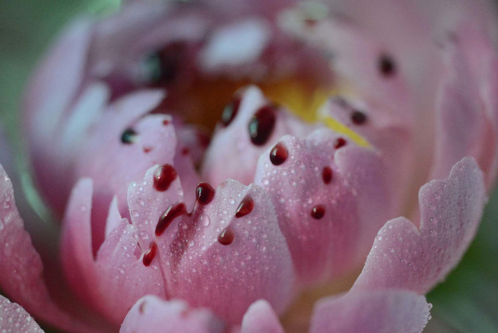 Mens serie, Carine Bovey, period, flower, feminist art