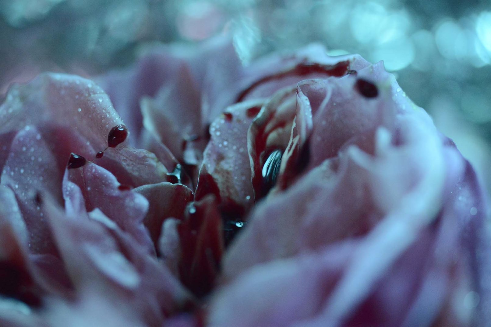 Mens serie, Carine Bovey, period, flower, feminist art