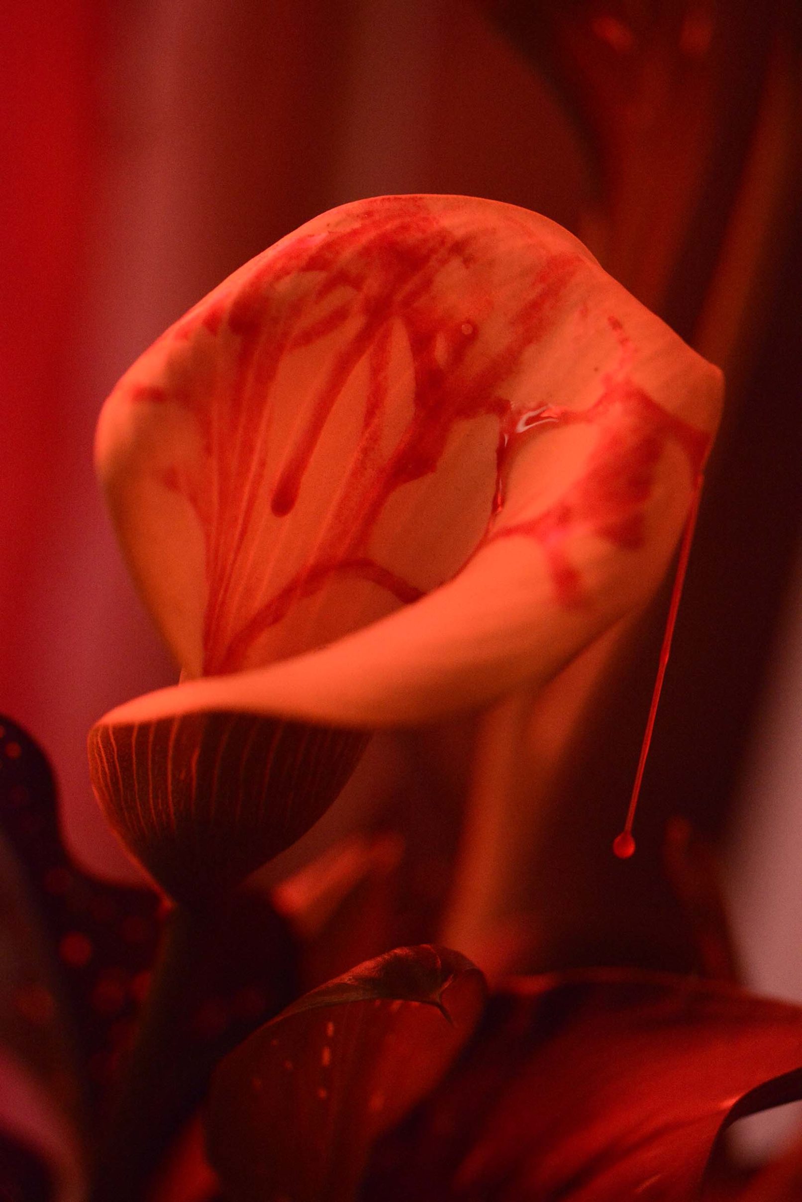 Mens serie, Carine Bovey, period, flower, feminist art