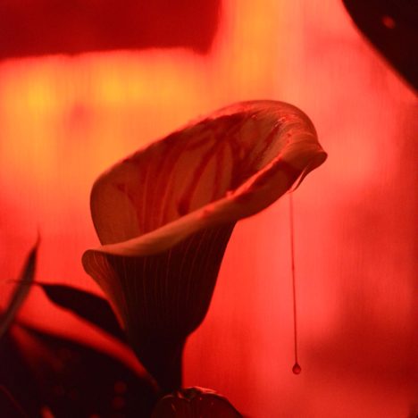 Mens serie, Carine Bovey, period, flower, feminist art, yellowkorner