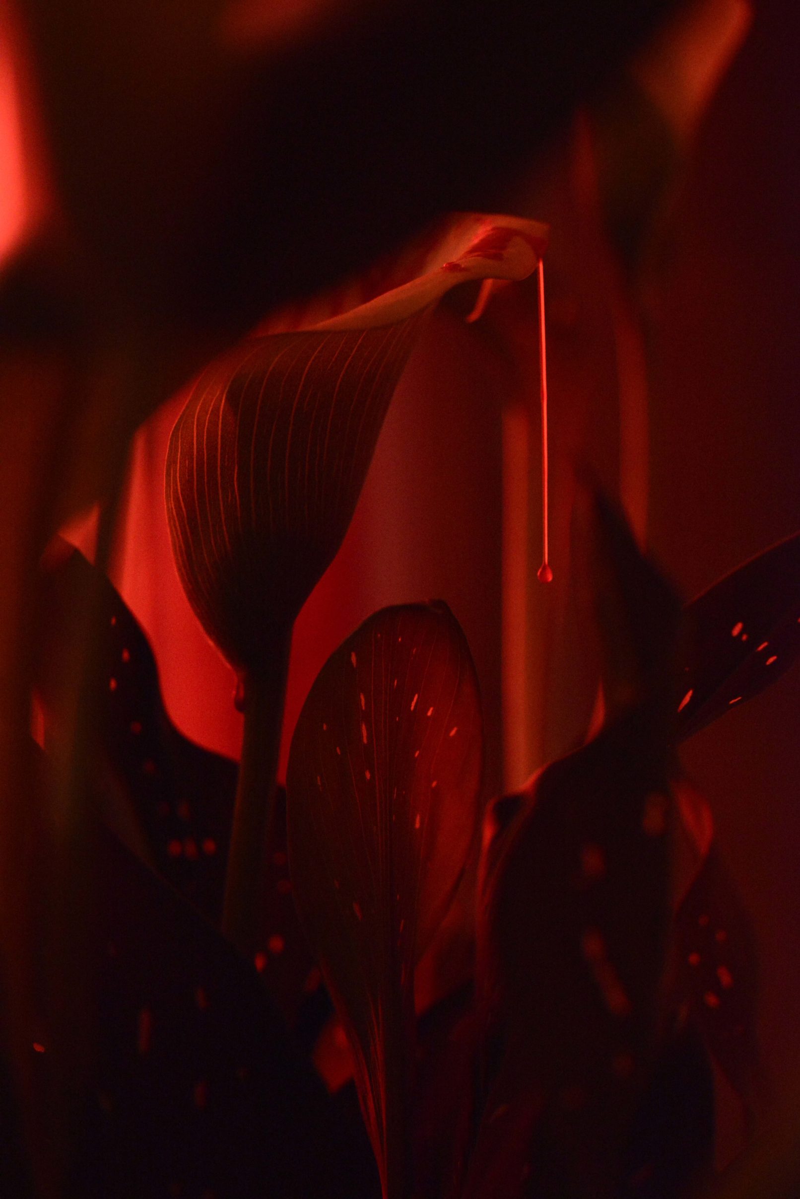 Mens serie, Carine Bovey, period, flower, feminist art