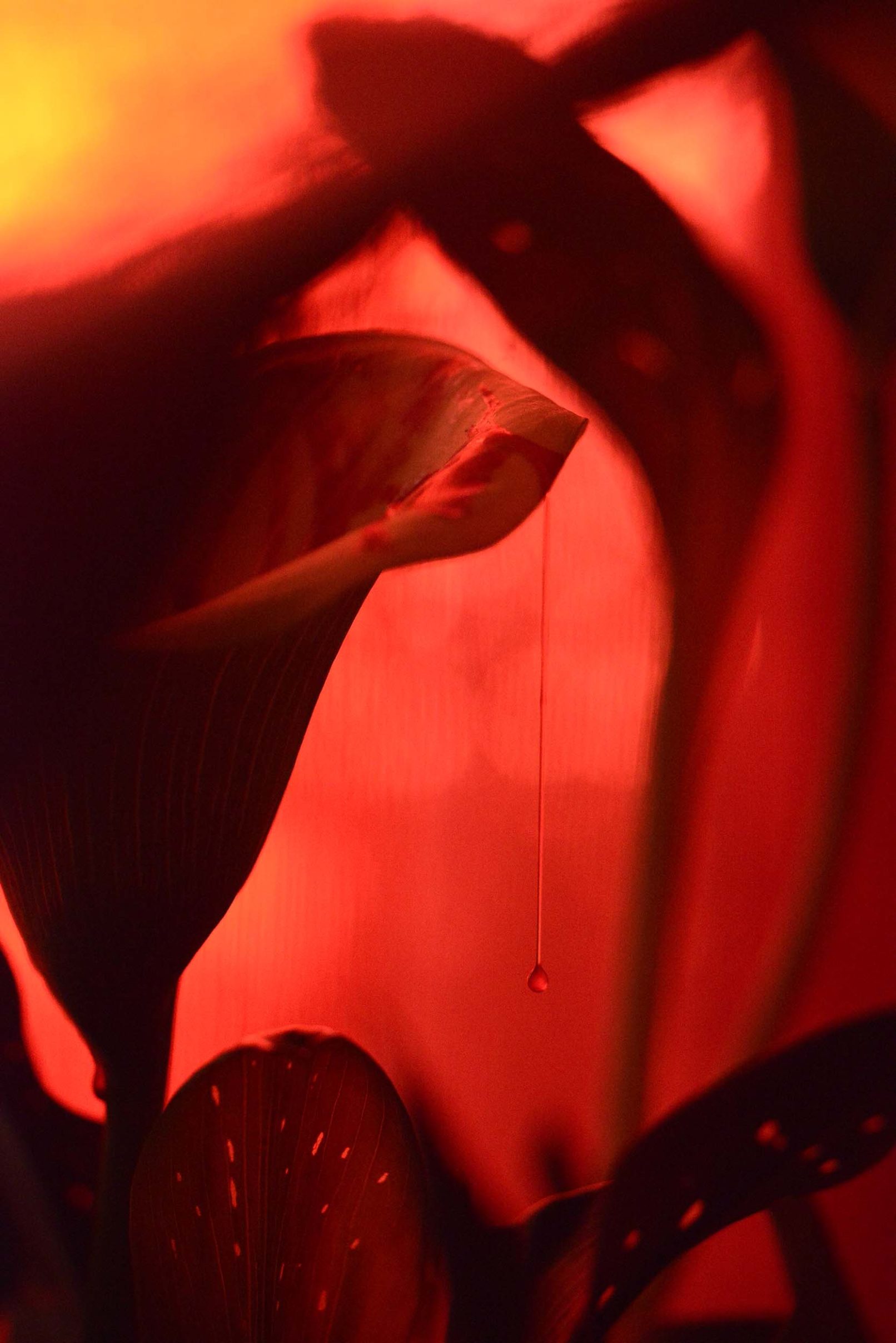 Mens serie, Carine Bovey, period, flower, feminist art