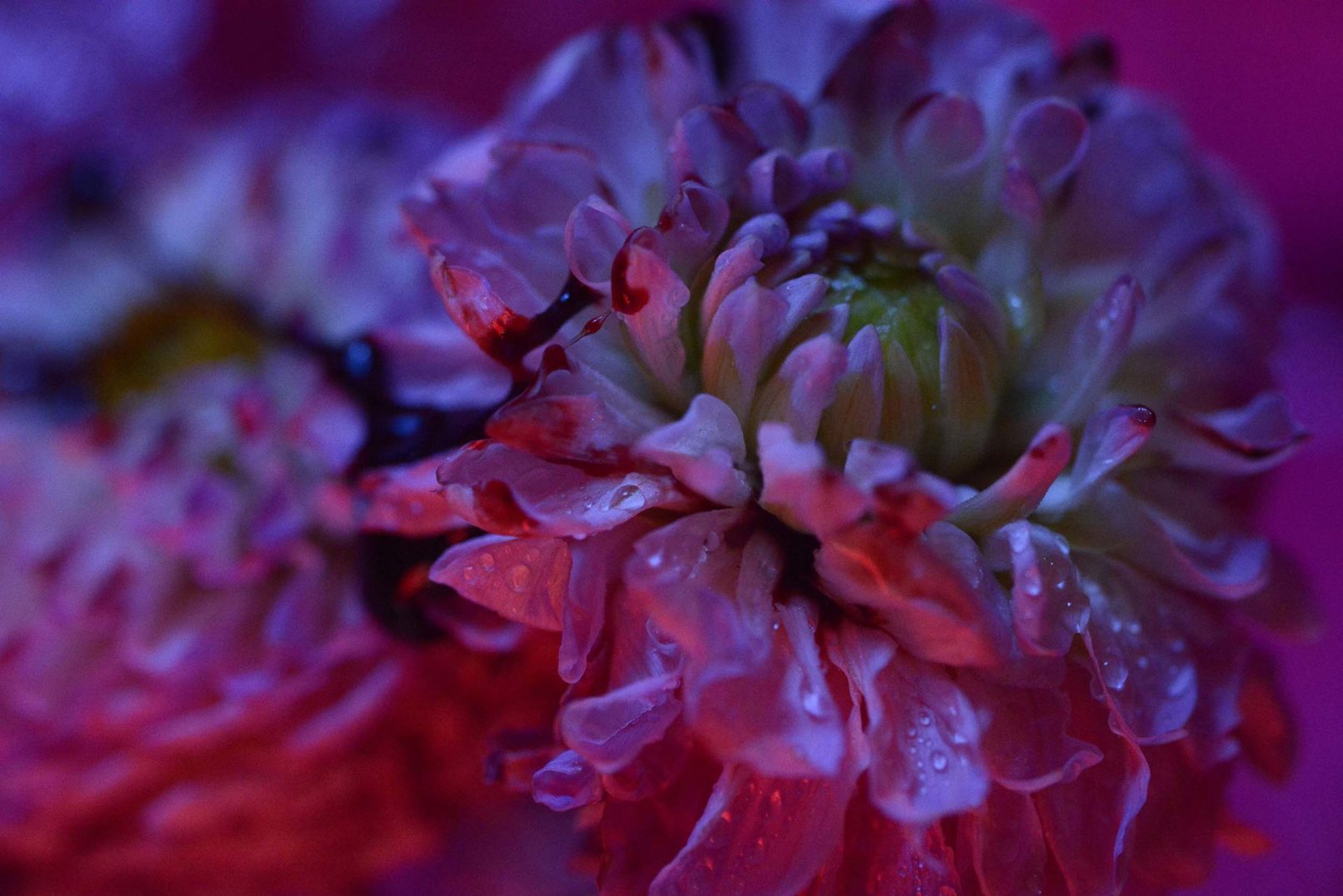 Mens serie, Carine Bovey, period, flower, feminist art, photographie contemporaine, yellowkorner