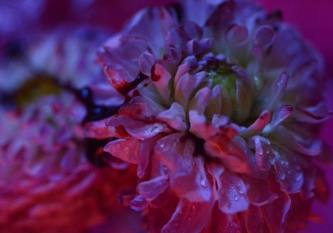 Mens serie, Carine Bovey, period, flower, feminist art, photographie contemporaine, yellowkorner