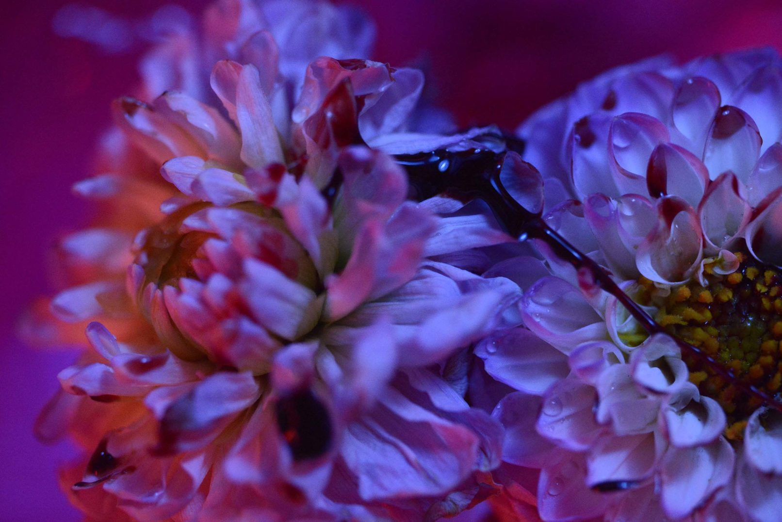 Mens serie, Carine Bovey, period, flower, feminist art, photographie contemporaine, yellowkorner