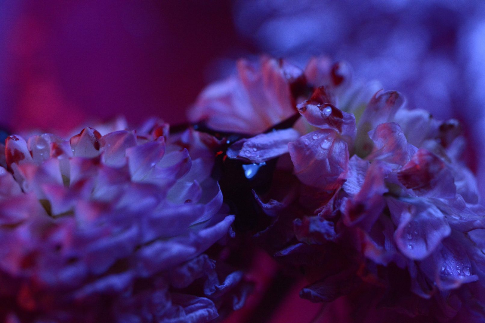 Mens serie, Carine Bovey, period, flower, feminist art, photographie contemporaine, yellowkorner