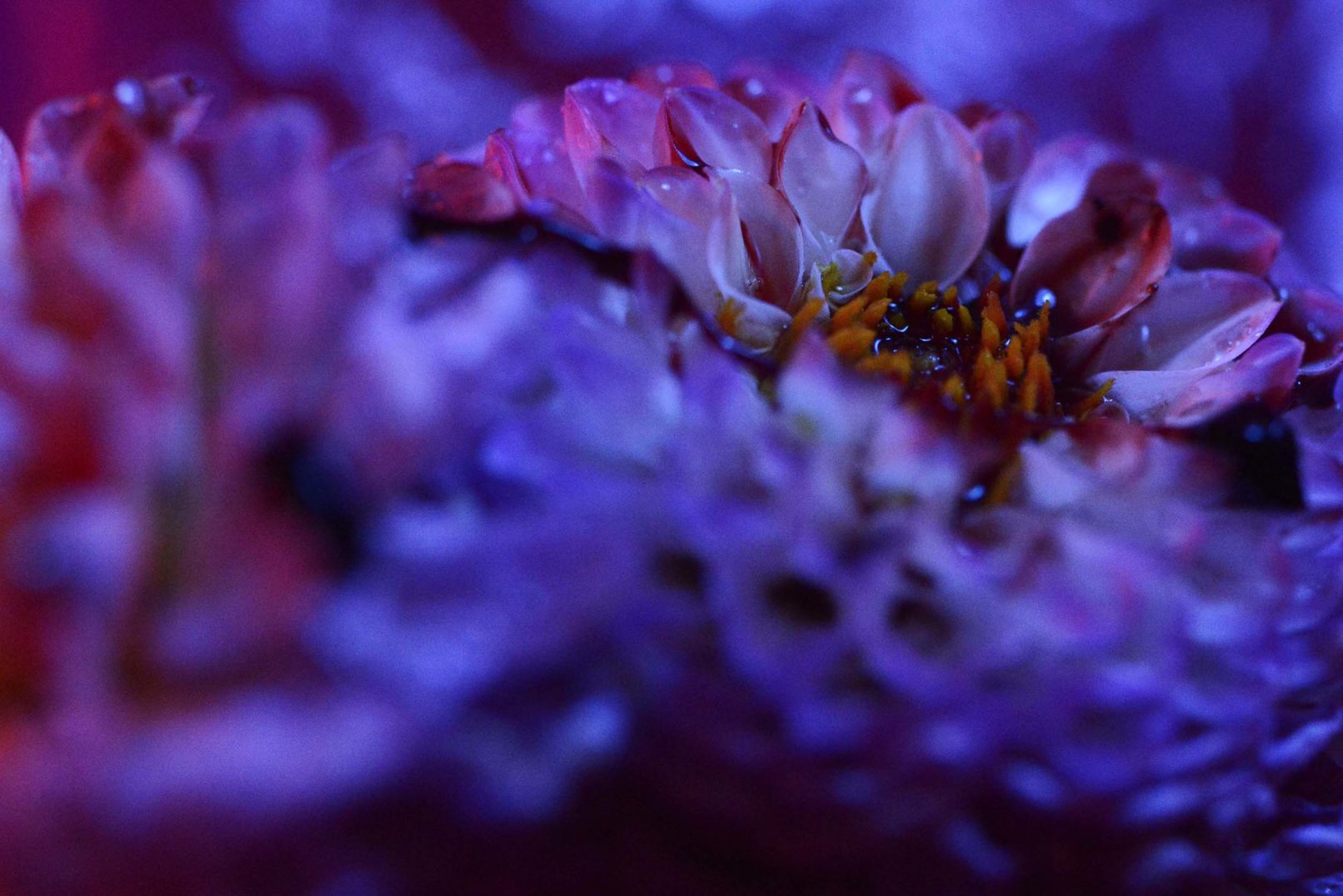 Mens serie, Carine Bovey, period, flower, feminist art, photographie contemporaine, yellowkorner