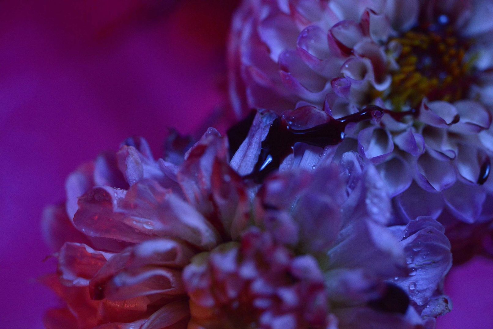 Mens serie, Carine Bovey, period, flower, feminist art, photographie contemporaine, yellowkorner