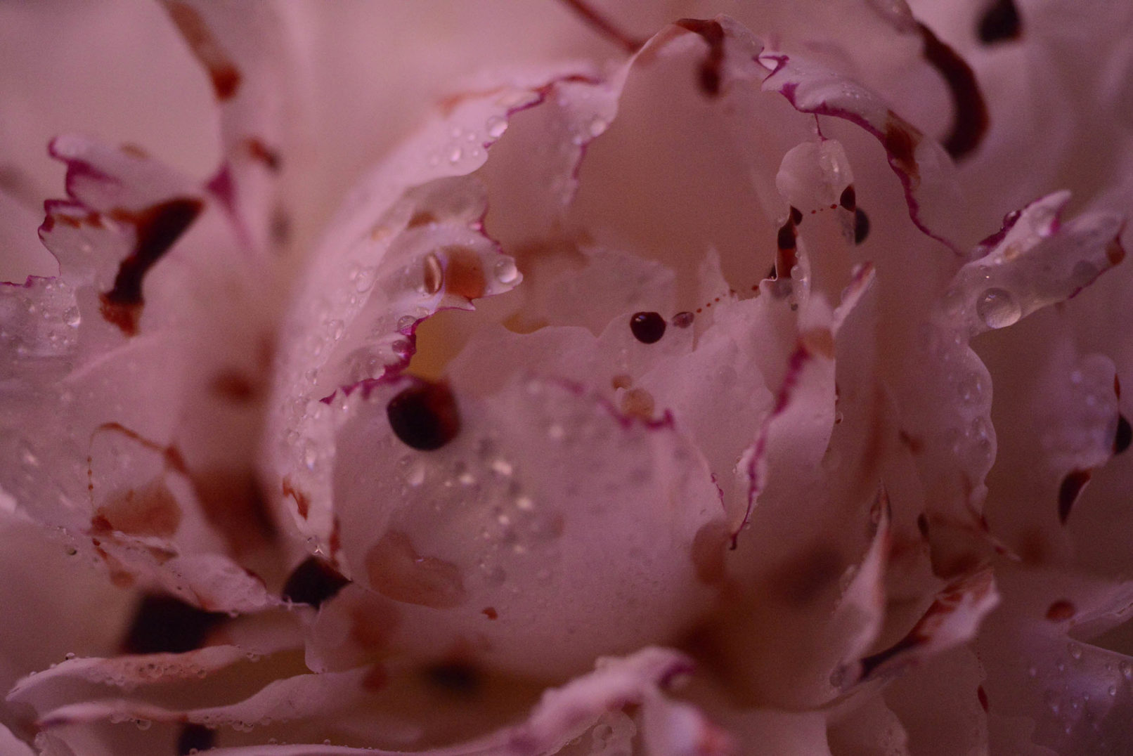 Mens serie, Carine Bovey, period, flower, feminist art