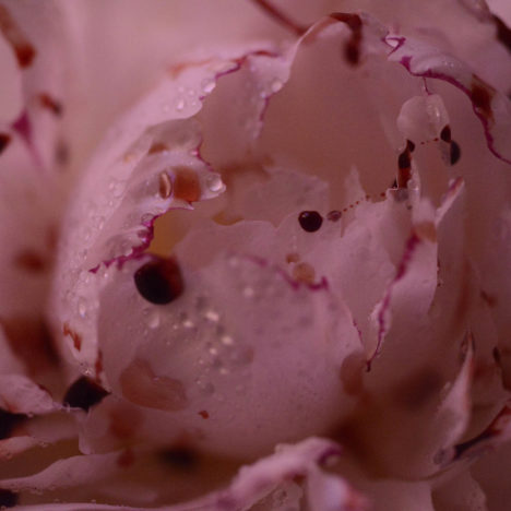 Mens serie, Carine Bovey, period, flower, feminist art