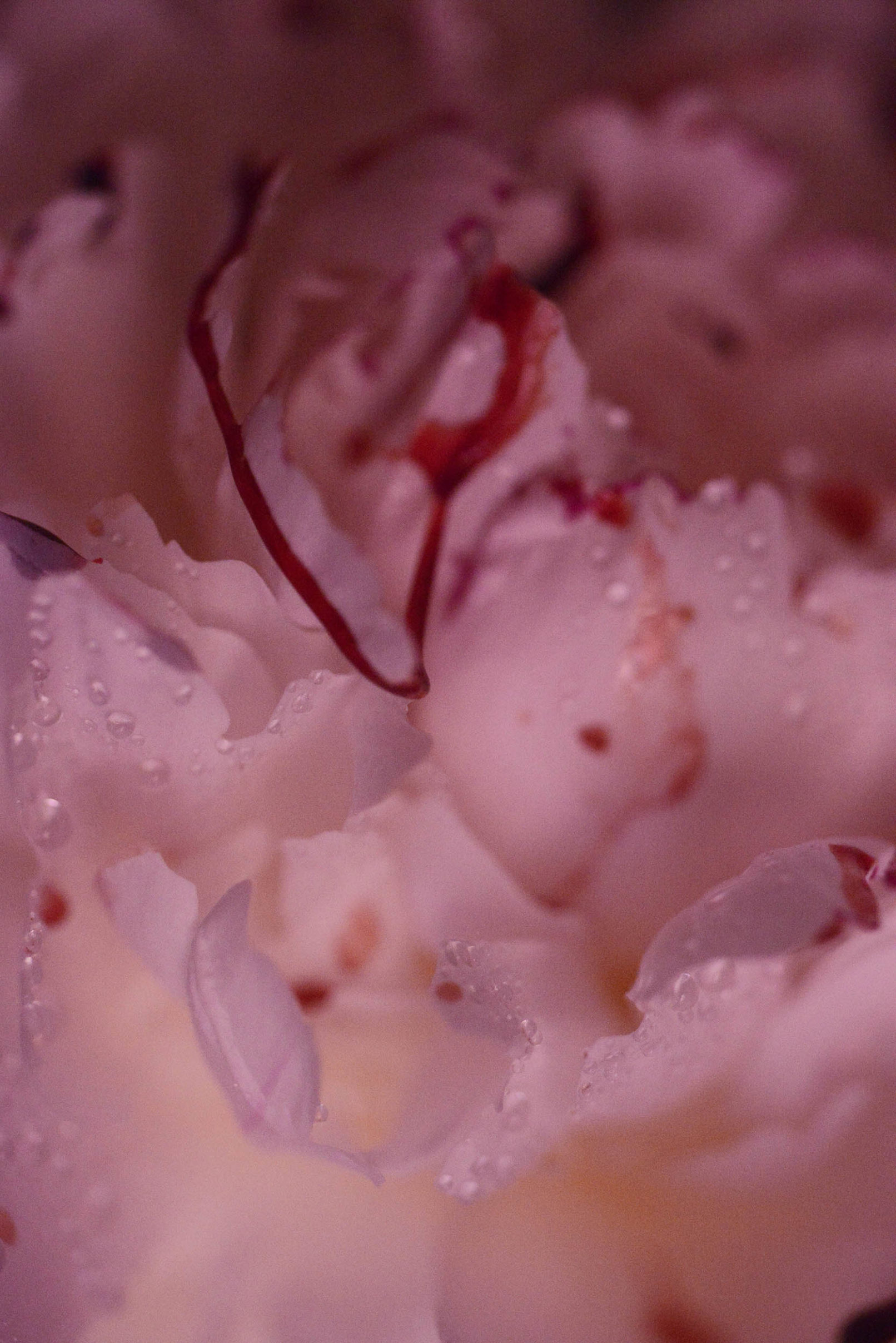 Mens serie, Carine Bovey, period, flower, feminist art