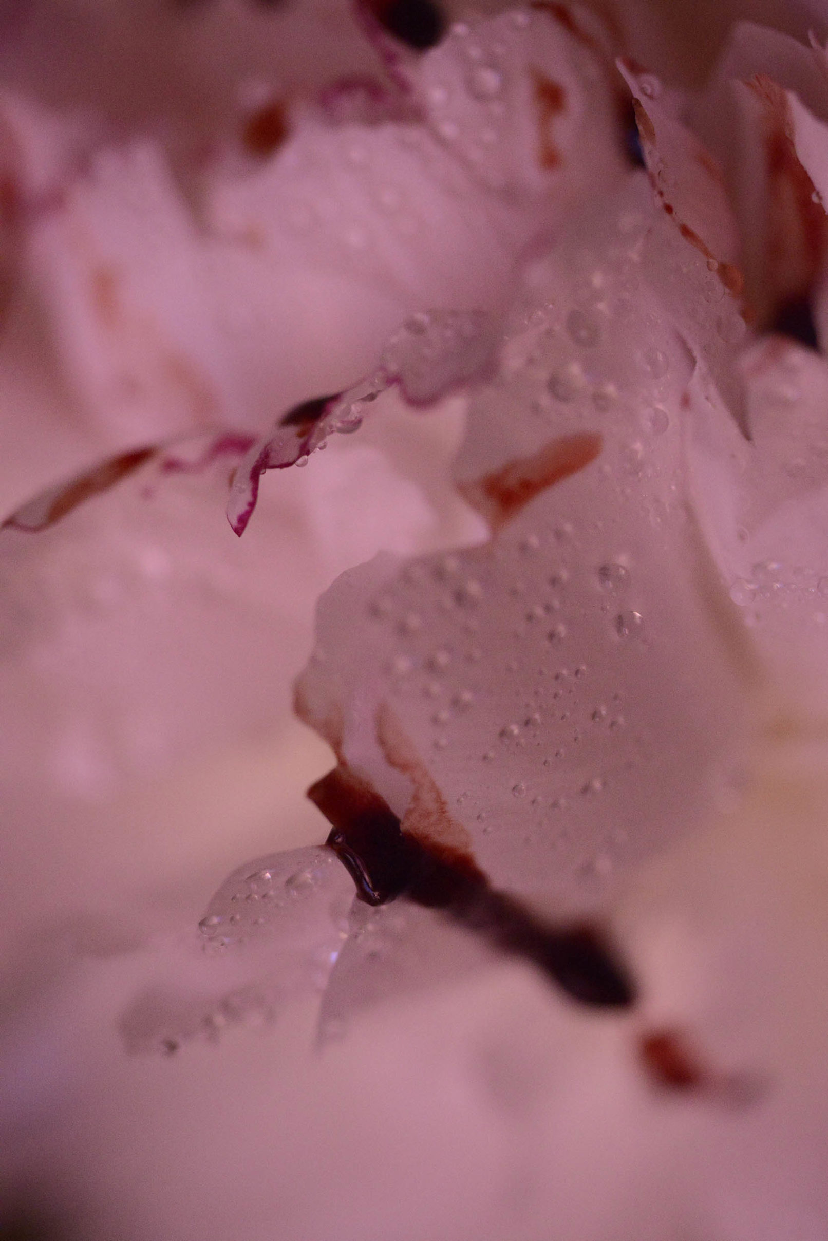 Mens serie, Carine Bovey, period, flower, feminist art