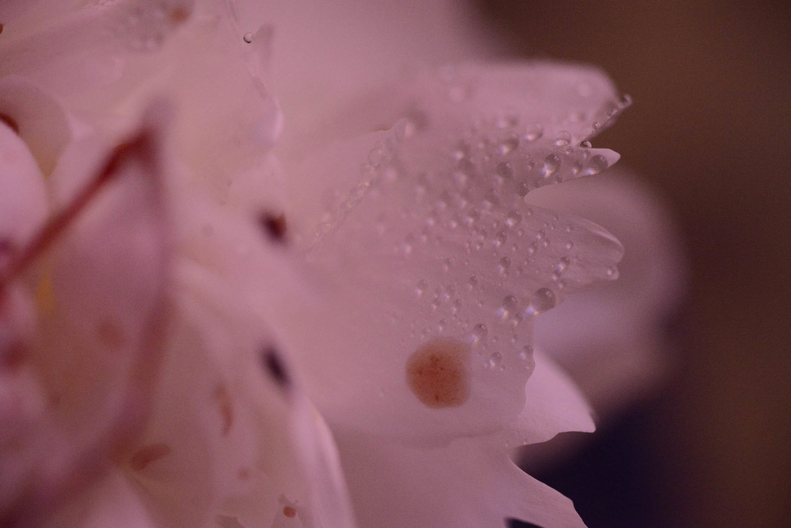 Mens serie, Carine Bovey, period, flower, feminist art