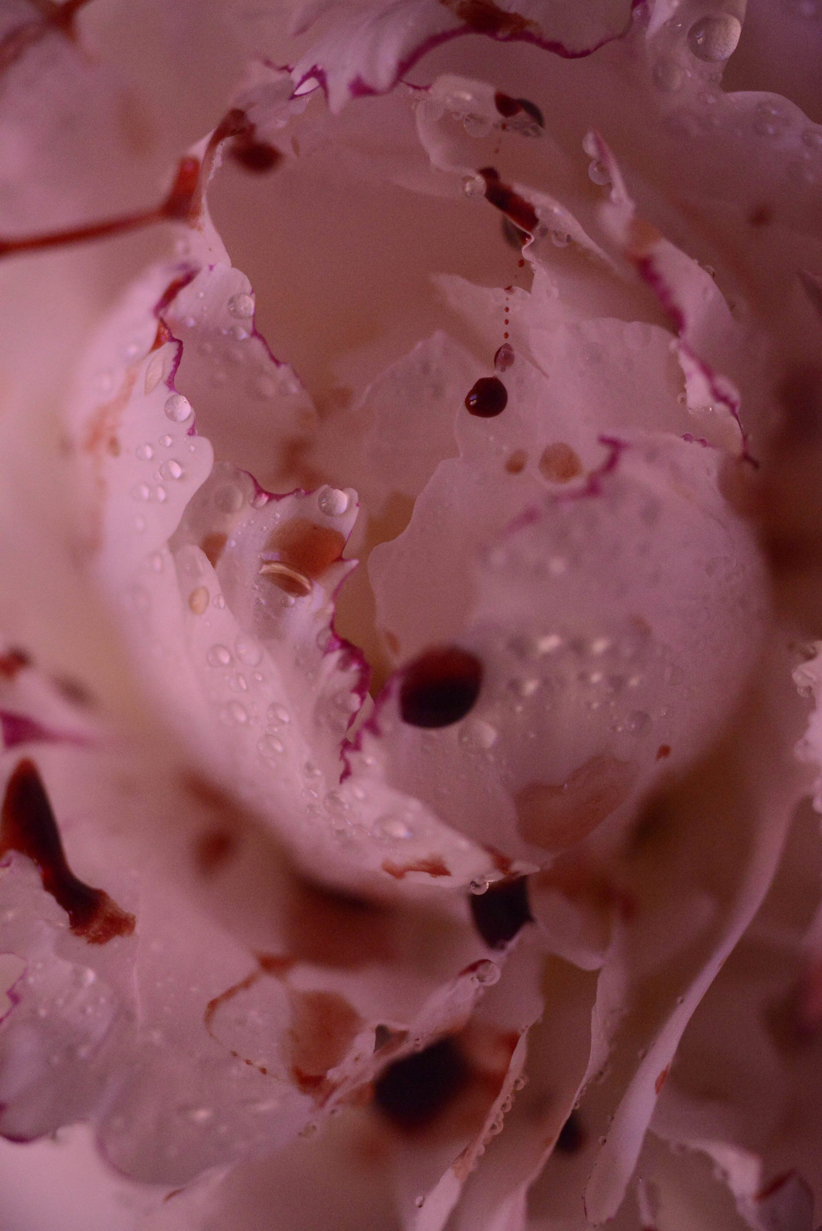 Mens serie, Carine Bovey, period, flower, feminist art