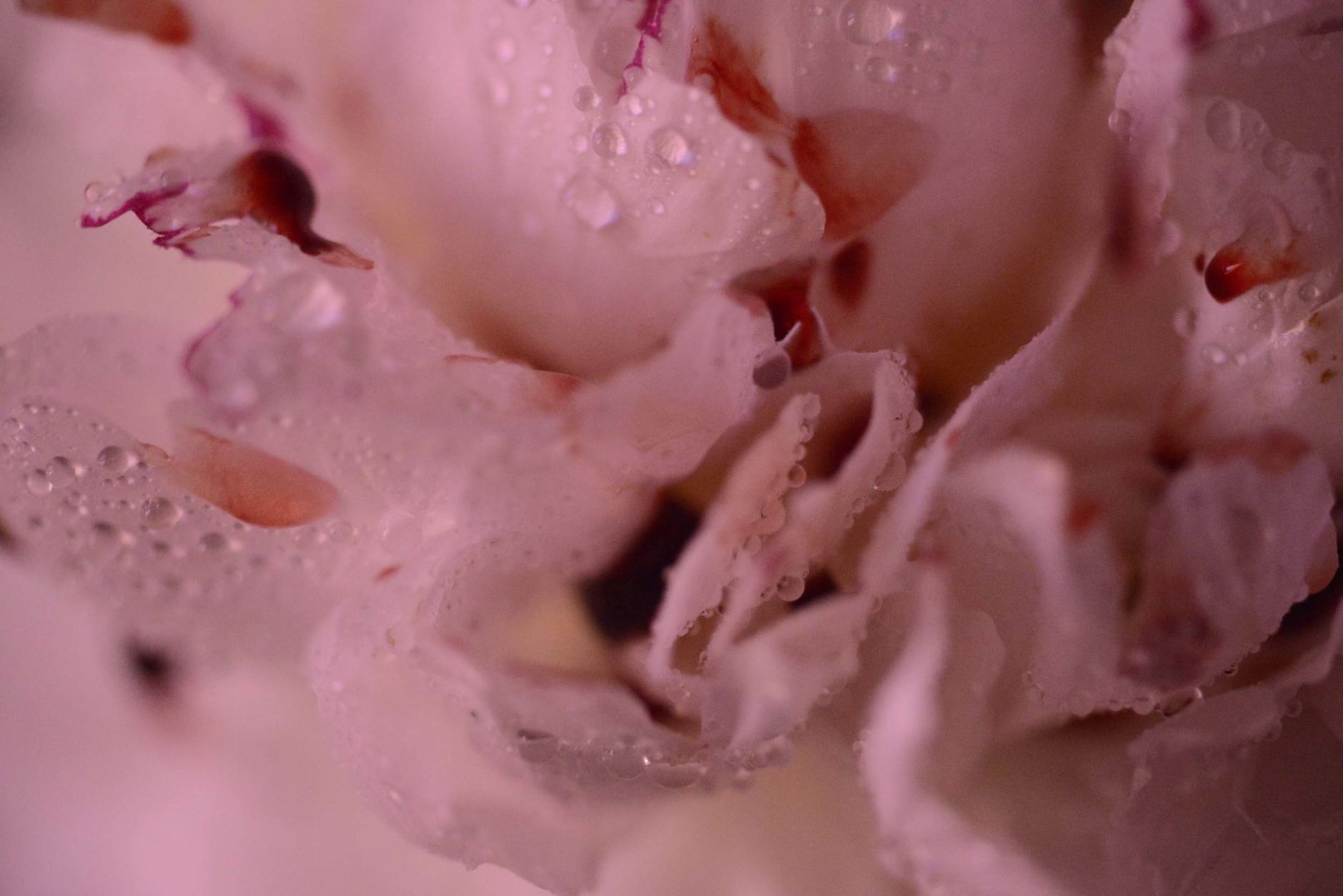 Mens serie, Carine Bovey, period, flower, feminist art