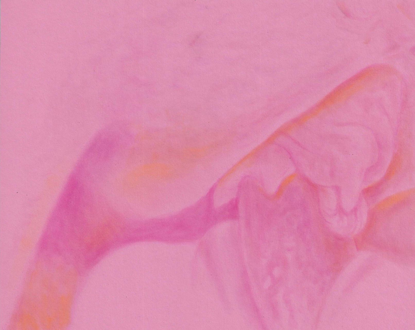 Pink Champagne, Sépale d’Iris blonde, Artiste suisse, artiste féministe, artiste contemporain, contemporary artist, female artist, feminist artist