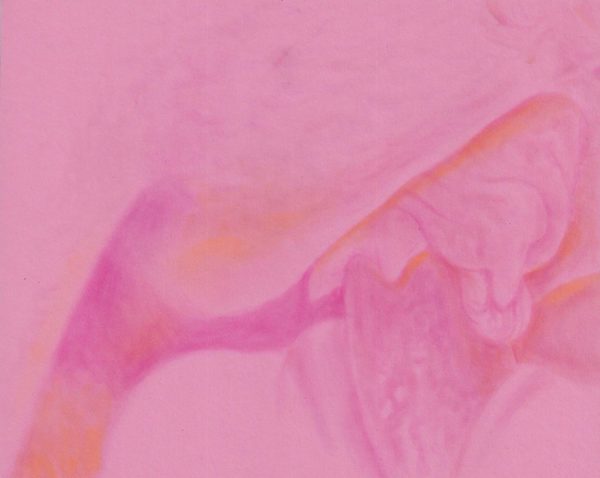 Pink Champagne, Sépale d’Iris blonde, Artiste suisse, artiste féministe, artiste contemporain, contemporary artist, female artist, feminist artist