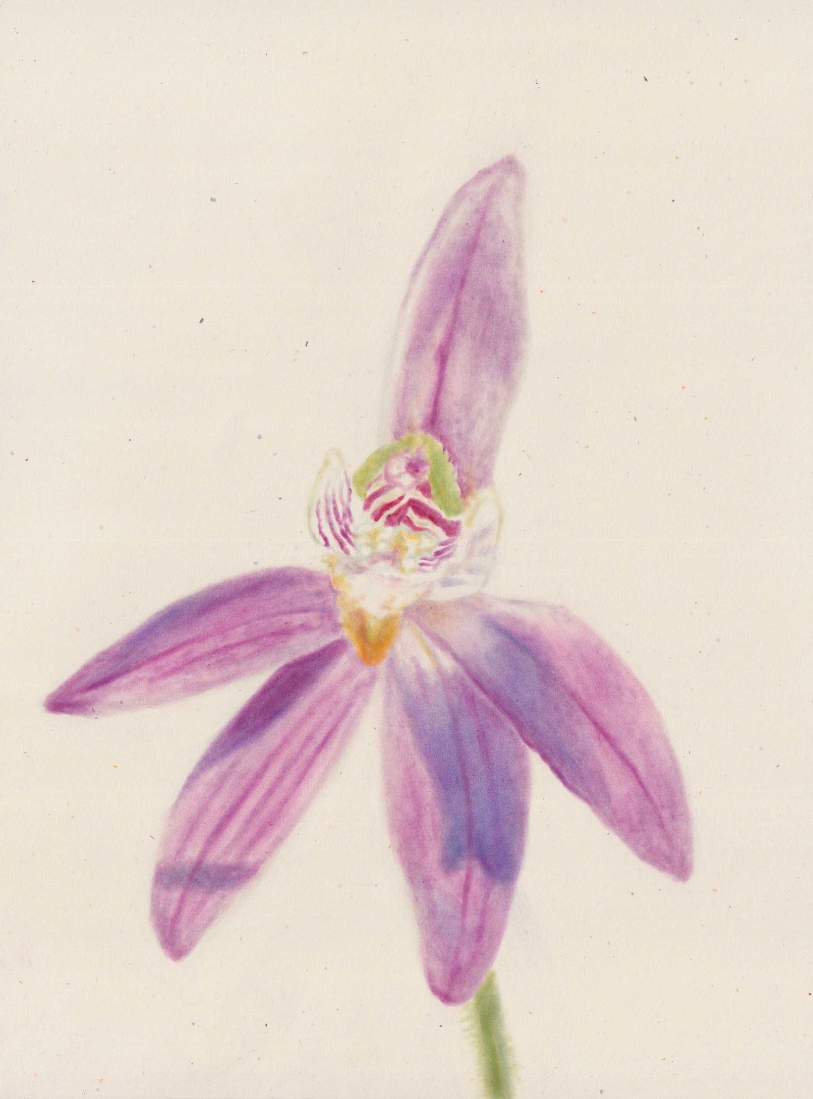 Hortus vulnerabilis, Caladenia carne
