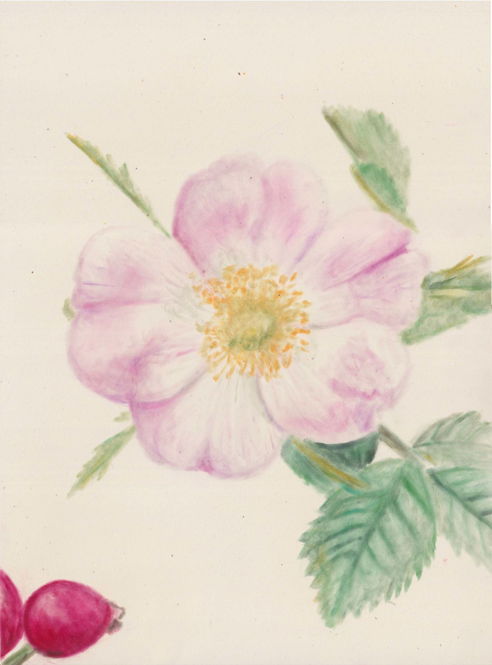 Hortus vulnerabilis, Rosa Micrantha