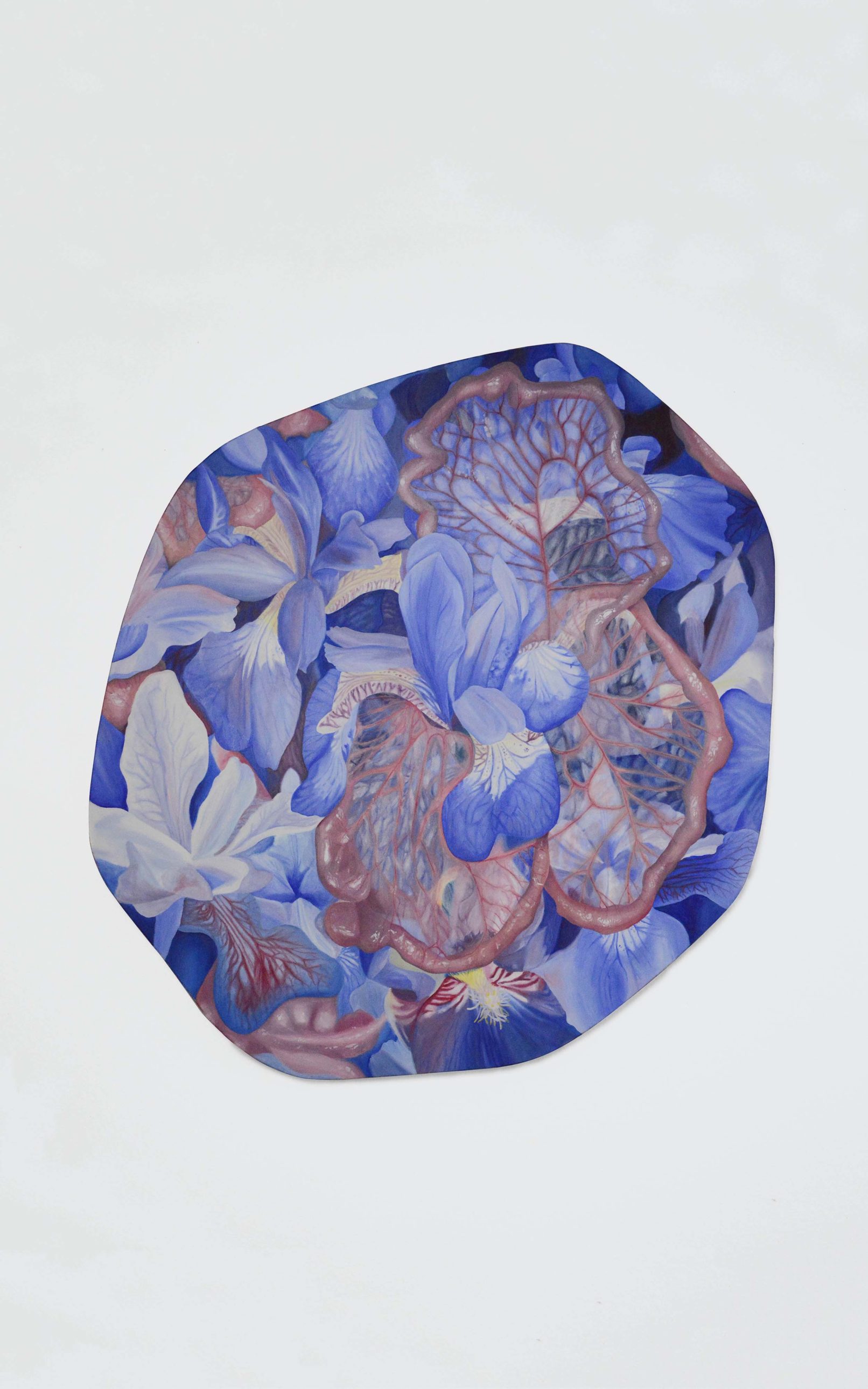 Iris Sanguinea Mesenterium, Organicum Hortus, Carine Bovey